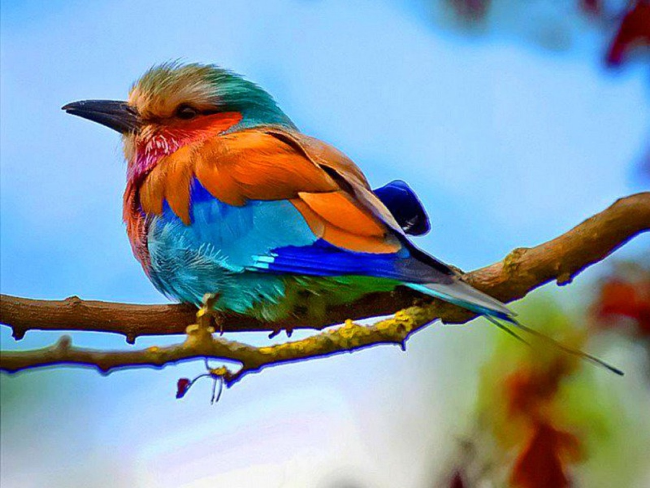 Bird Photography: A Journey with Indigo Buntings